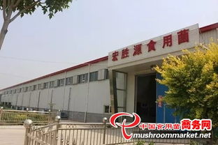天津茶樹菇工廠化調(diào)研 探尋市場新機遇