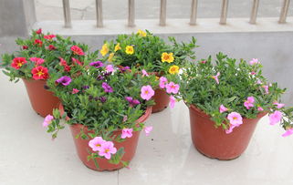 彩色牽牛花盆栽 易種花卉大苗，帶花爆盆的蔬菜園藝新寵